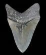 Serrated, Lower Megalodon Tooth - Georgia #66186-2